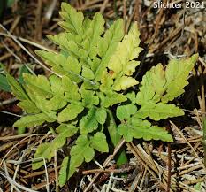 Attēlu rezultāti vaicājumam “Botrychium multifidum”