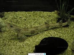 Image result for Scyliorhinus stellaris