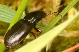 Attēlu rezultāti vaicājumam “Pterostichus quadrifoveolatus”