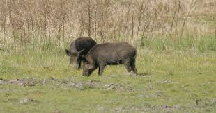 Attēlu rezultāti vaicājumam “Sus scrofa”