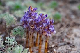 Attēlu rezultāti vaicājumam “Orobanche coerulescens flower”