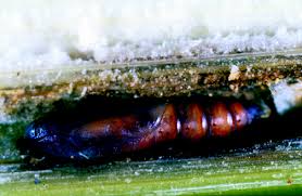 Attēlu rezultāti vaicājumam “Euura brevicornis larva”