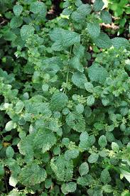 Image result for Melissa officinalis