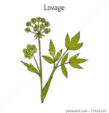 Attēlu rezultāti vaicājumam “Levisticum officinale flower”