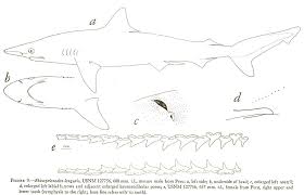 Image result for Rhizoprionodon longurio