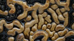 Attēlu rezultāti vaicājumam “Gulielmina vermicularis”