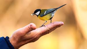 Image result for Bird