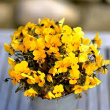 Attēlu rezultāti vaicājumam “Viola x williamsii flower”