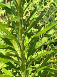 Attēlu rezultāti vaicājumam “Erigeron canadensis”