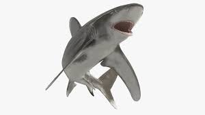 Image result for Carcharhinus longimanus
