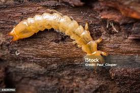Attēlu rezultāti vaicājumam “Cucujus cinnaberinus larva”