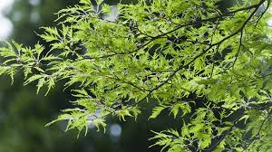 Attēlu rezultāti vaicājumam “Fagus sylvatica”