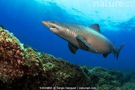 Image result for Odontaspis ferox