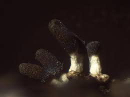 Attēlu rezultāti vaicājumam “Diachea leucopodia”