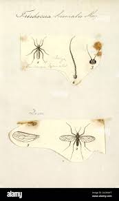 Attēlu rezultāti vaicājumam “Trichocera”