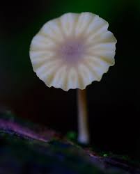 Attēlu rezultāti vaicājumam “Lichenomphalia umbellifera”