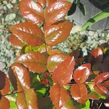 Attēlu rezultāti vaicājumam “Mahonia aquifolium leaf”