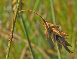 Attēlu rezultāti vaicājumam “Carex limosa”