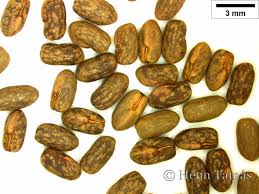 Attēlu rezultāti vaicājumam “Geranium bohemicum fruit”