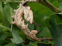 Attēlu rezultāti vaicājumam “Stauropus fagi larva”