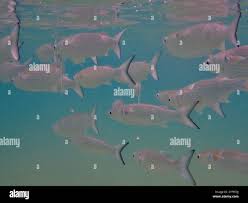 Image result for Mugil curema