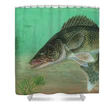 Image result for Sander vitreus