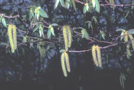 Attēlu rezultāti vaicājumam “Carpinus caroliniana male flower”