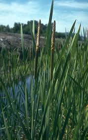 Attēlu rezultāti vaicājumam “Typha latifolia leaf”