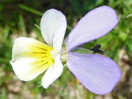 Attēlu rezultāti vaicājumam “Viola tricolor subsp. curtisii flower”