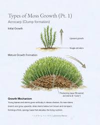 Attēlu rezultāti vaicājumam “Acrocarpous mosses”