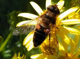 Attēlu rezultāti vaicājumam “Eristalis sp.”