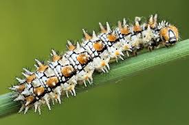 Attēlu rezultāti vaicājumam “Melitaea didyma”