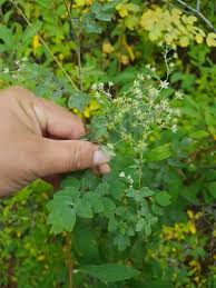 Attēlu rezultāti vaicājumam “Thalictrum minus”
