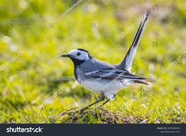 Attēlu rezultāti vaicājumam “Motacilla alba”