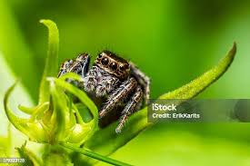 Attēlu rezultāti vaicājumam “Salticus scenicus”