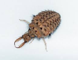 Attēlu rezultāti vaicājumam “Myrmeleontidae”