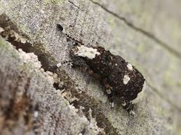 Attēlu rezultāti vaicājumam “Platystomos albinus”