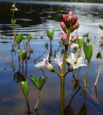 Attēlu rezultāti vaicājumam “Menyanthes trifoliata bud”