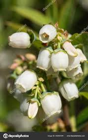 Attēlu rezultāti vaicājumam “Vaccinium myrtillus flower”