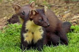 Attēlu rezultāti vaicājumam “Martes martes”