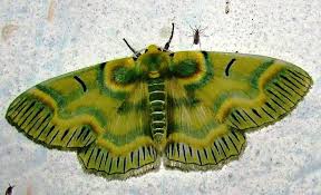 Attēlu rezultāti vaicājumam “Geometridae”