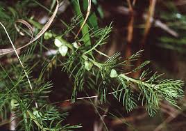 Attēlu rezultāti vaicājumam “Cribraria costata stalked”