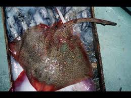 Image result for Raja asterias