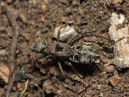 Attēlu rezultāti vaicājumam “Alydus calcaratus”