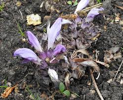 Attēlu rezultāti vaicājumam “Lathraea squamaria flower”