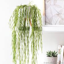 Image result for Alonsoa linearis