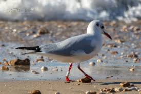 Image result for Chroicocephalus ridibundus