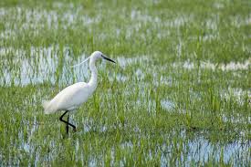 Attēlu rezultāti vaicājumam “Egretta garzetta”