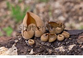 Attēlu rezultāti vaicājumam “Peziza vesiculosa”