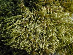 Attēlu rezultāti vaicājumam “Hypnum cupressiforme var. subjulacum”